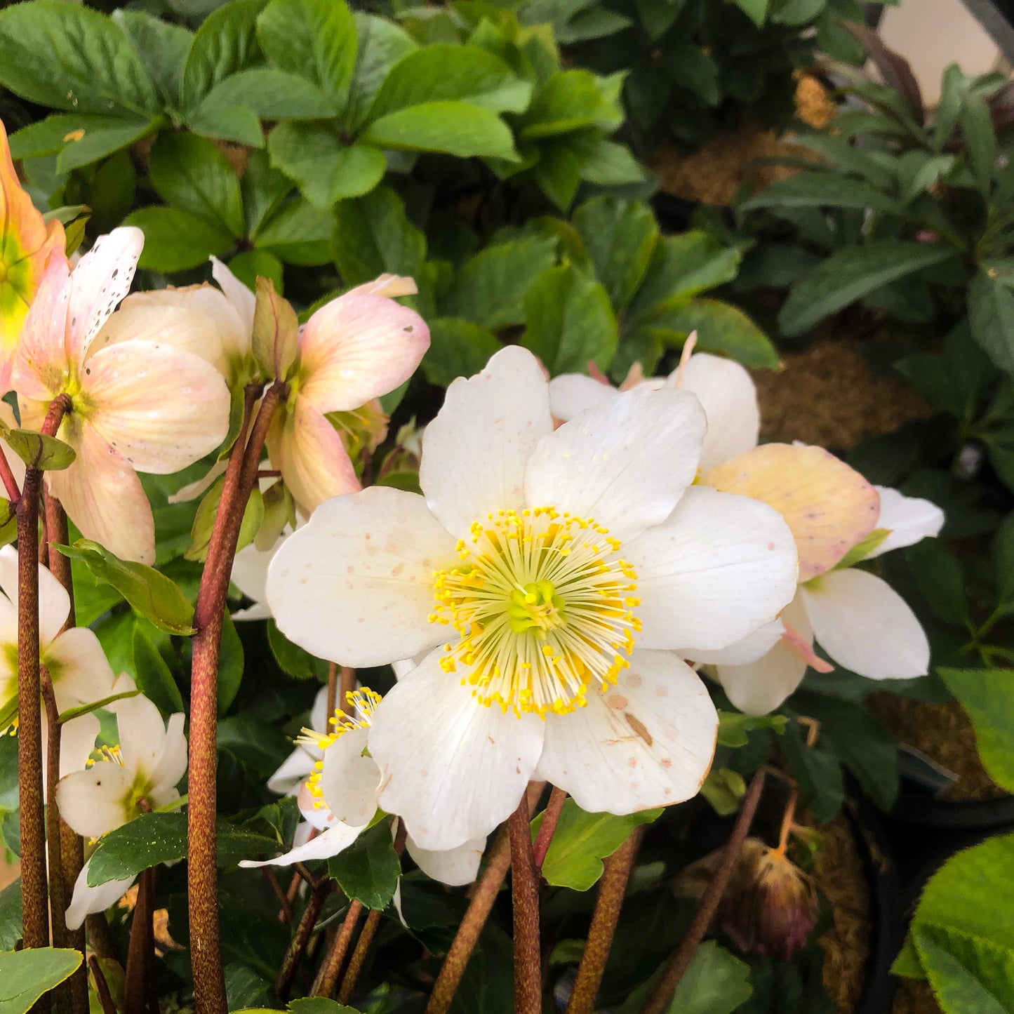Helleborus 'Jacob'