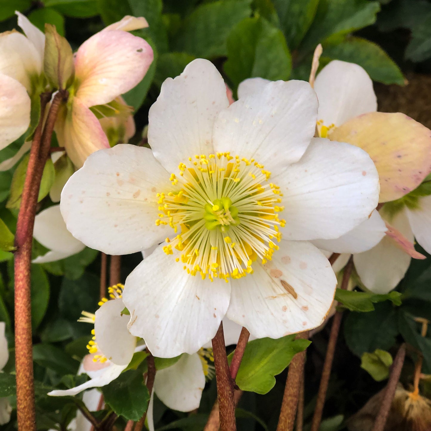 Helleborus 'Jacob'