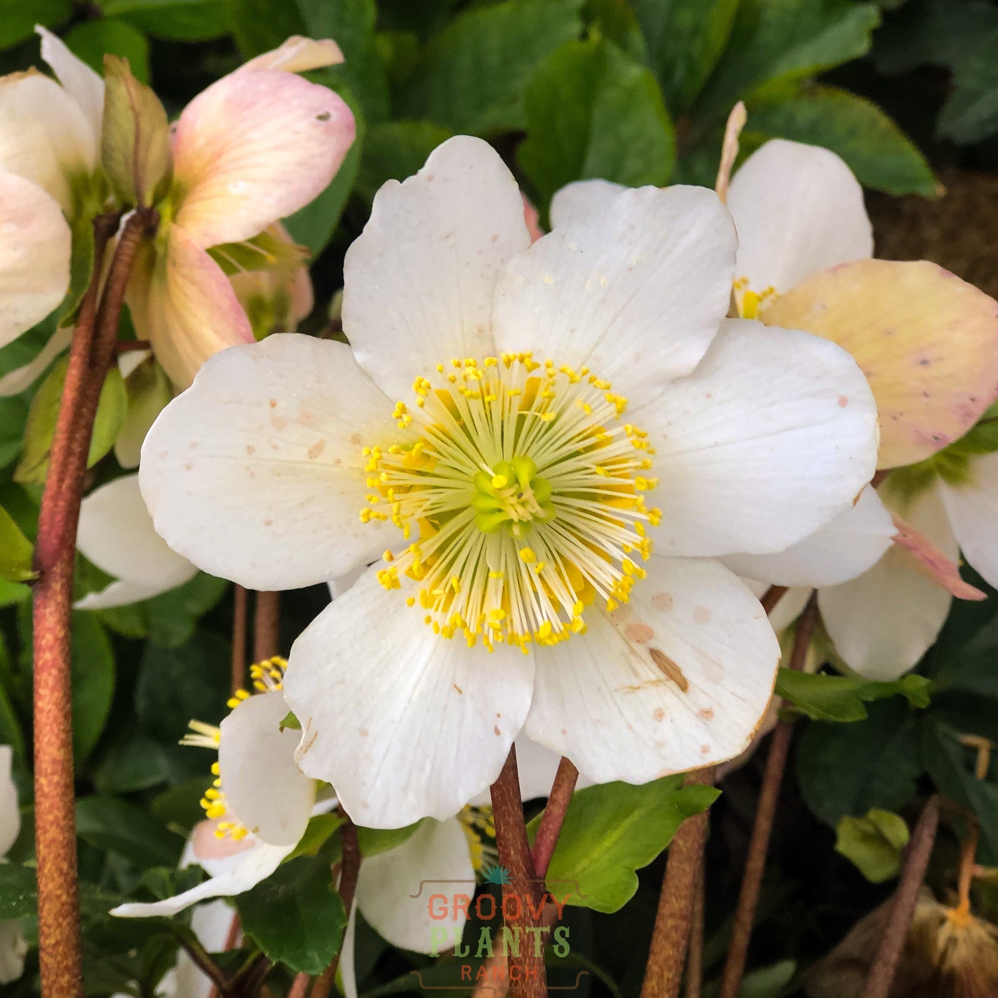 Helleborus Gold Collection® 'Jacob'
