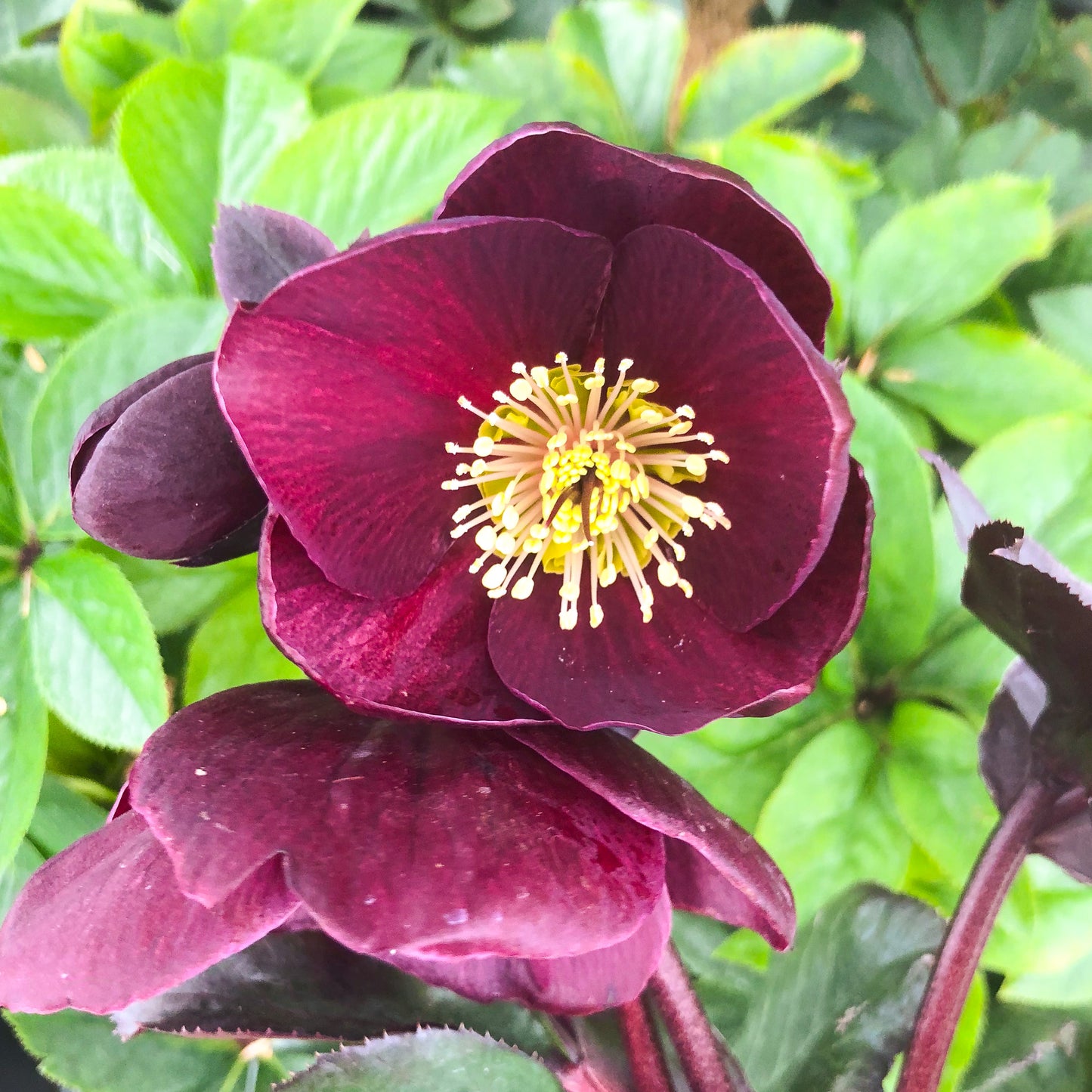 Helleborus 'Ice N' Roses® Barolo