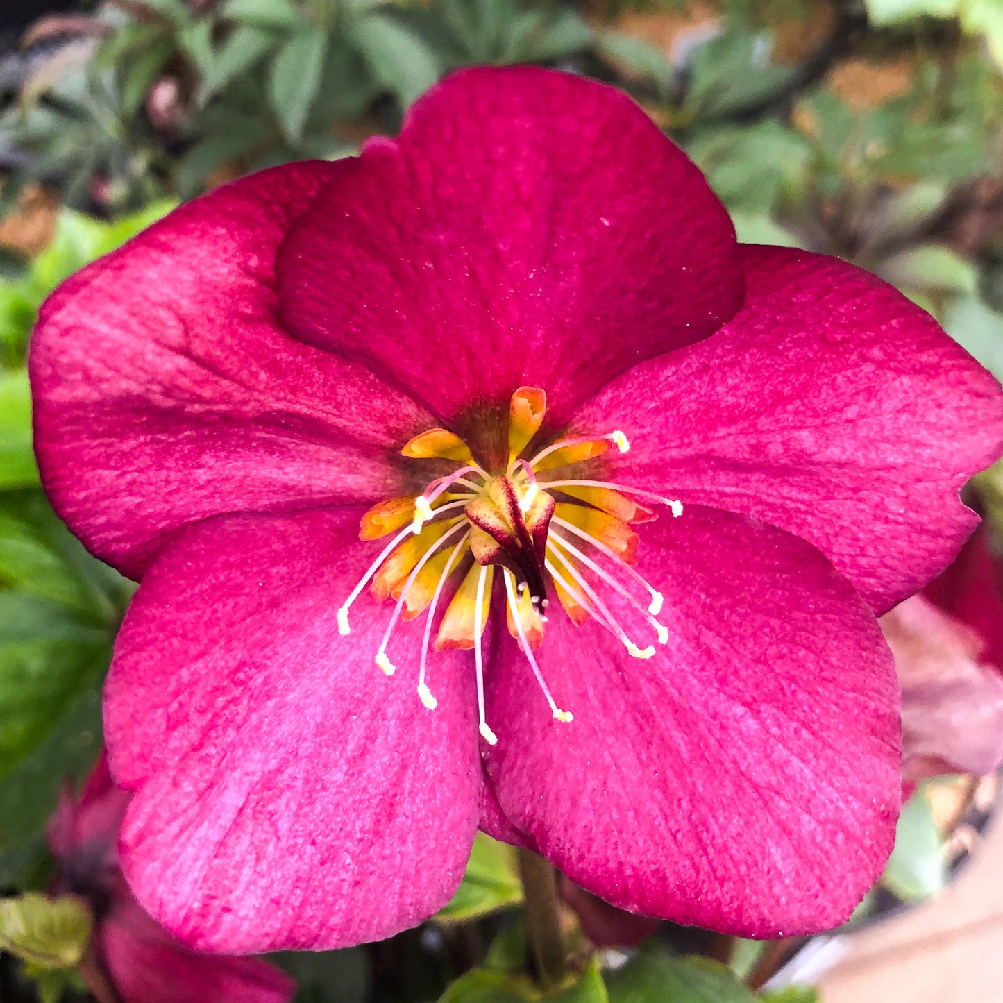 Helleborus 'Leona'