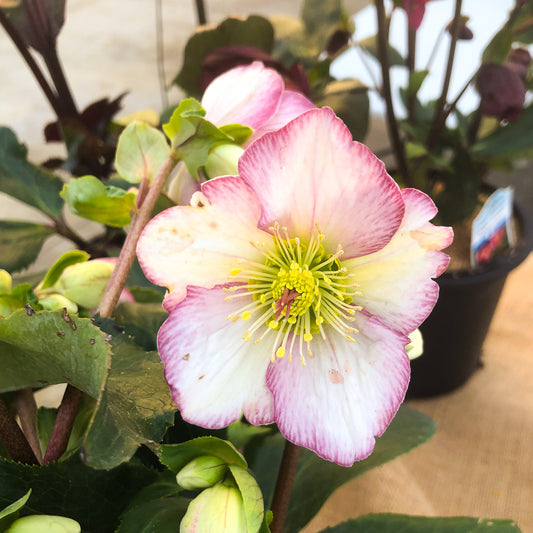 Helleborus 'Picotee'