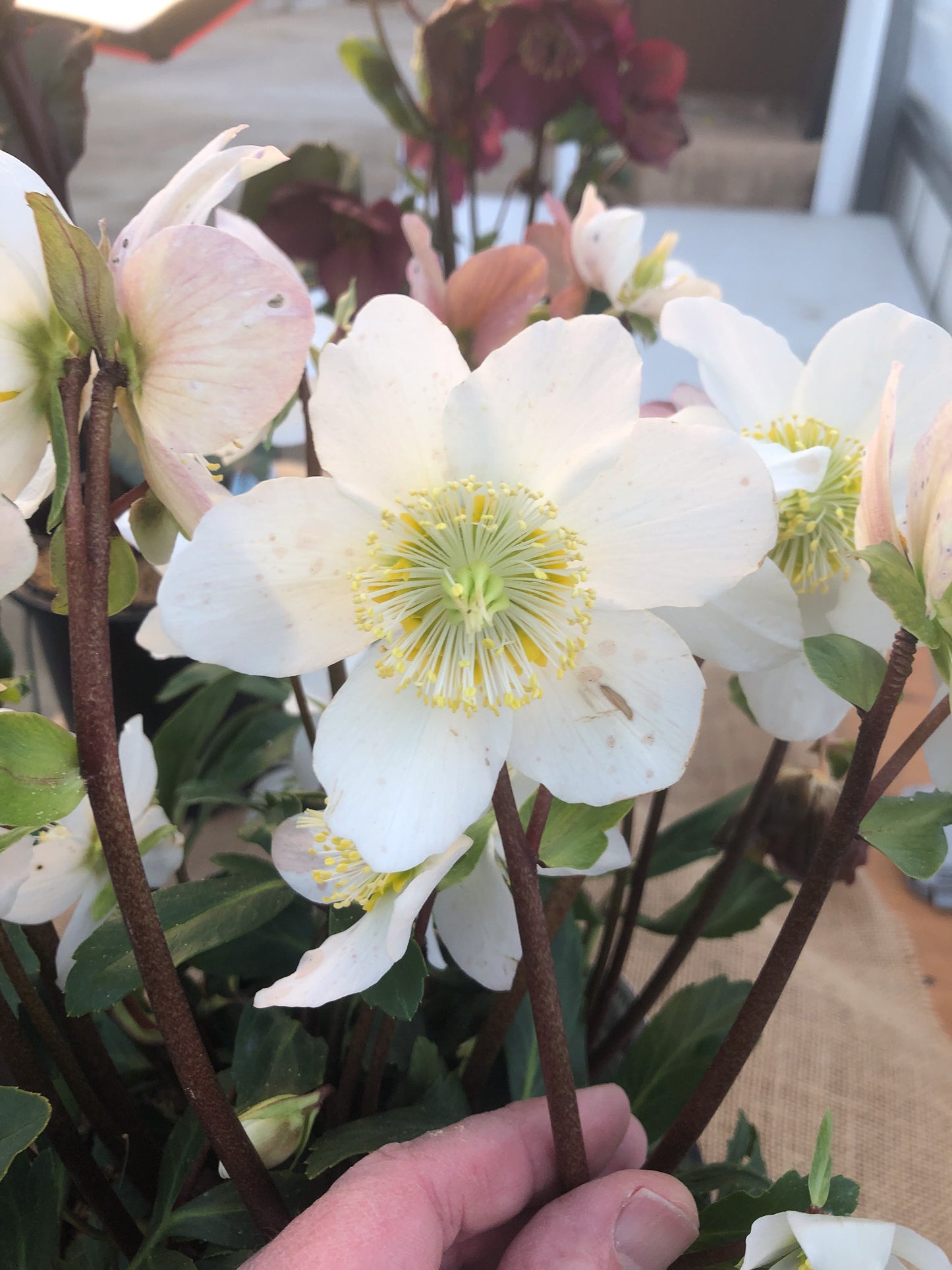 Helleborus 'Jacob'