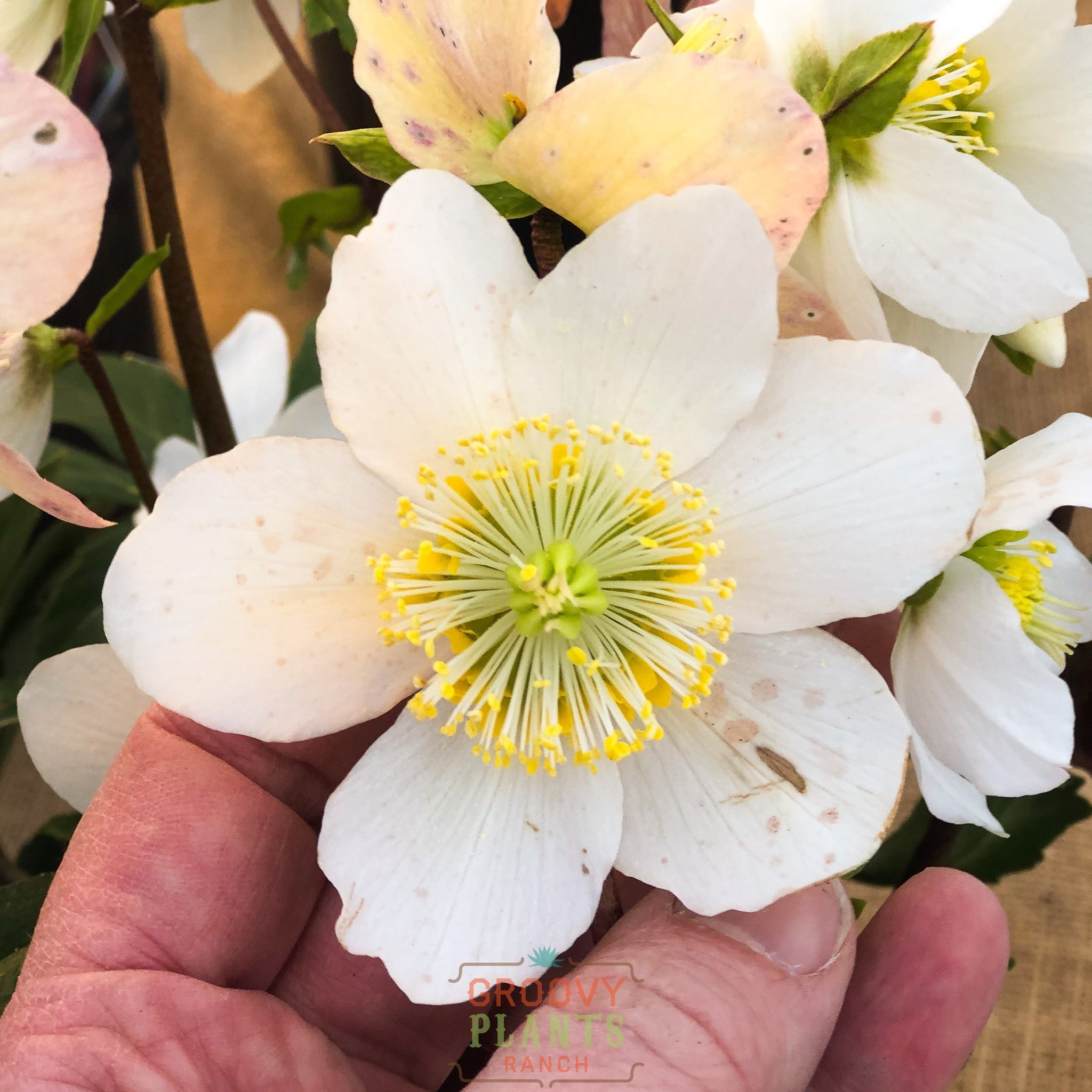 Helleborus Gold Collection® 'Jacob'