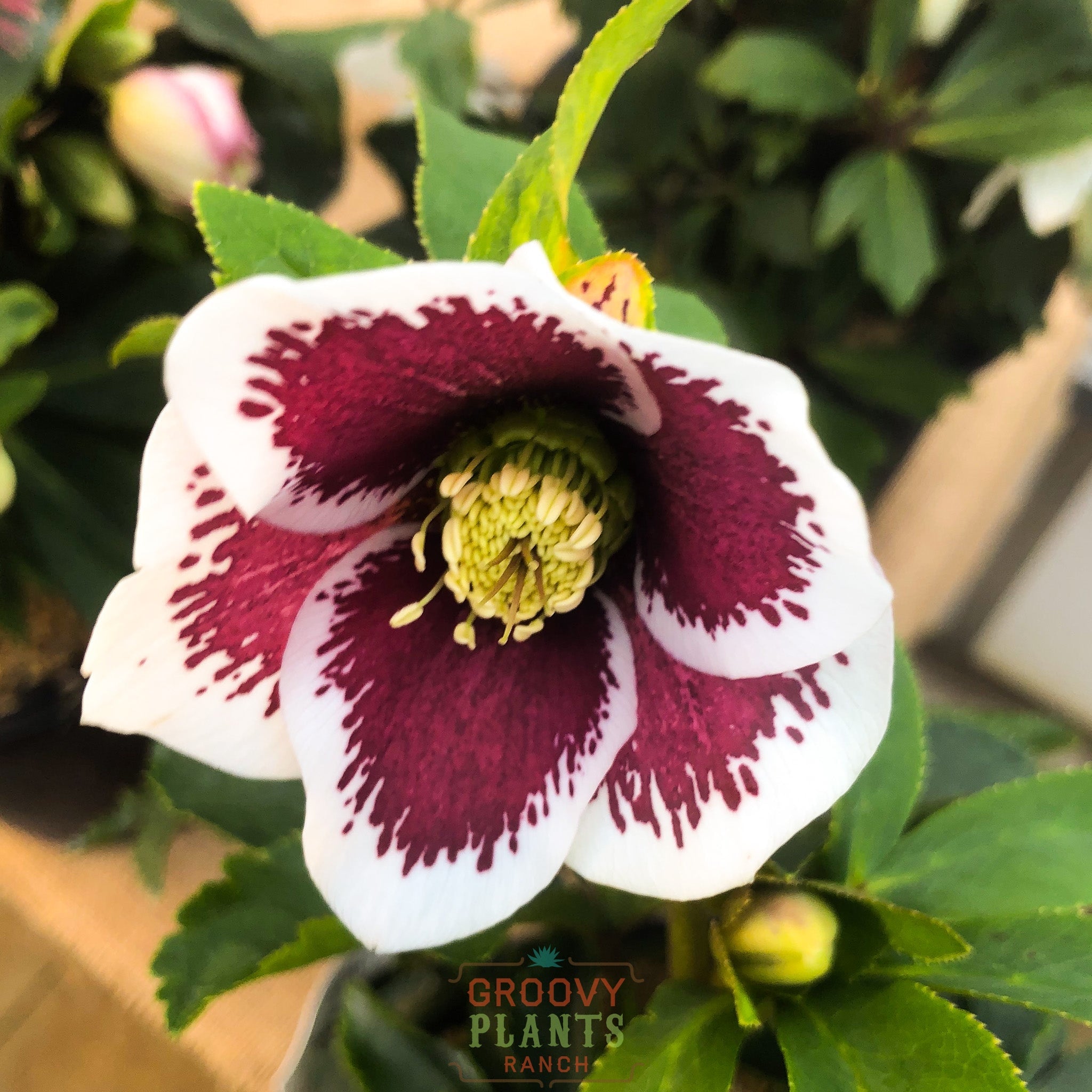 Helleborus Honeymoon® ‘Romantic Getaway’