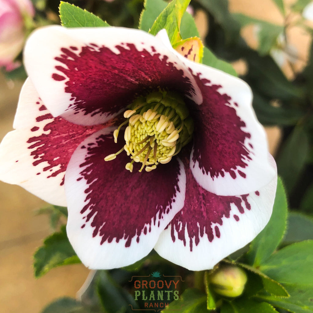 Helleborus Honeymoon® ‘Romantic Getaway’
