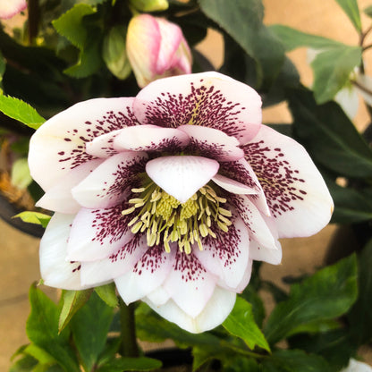 Helleborus 'Shotgun Wedding'