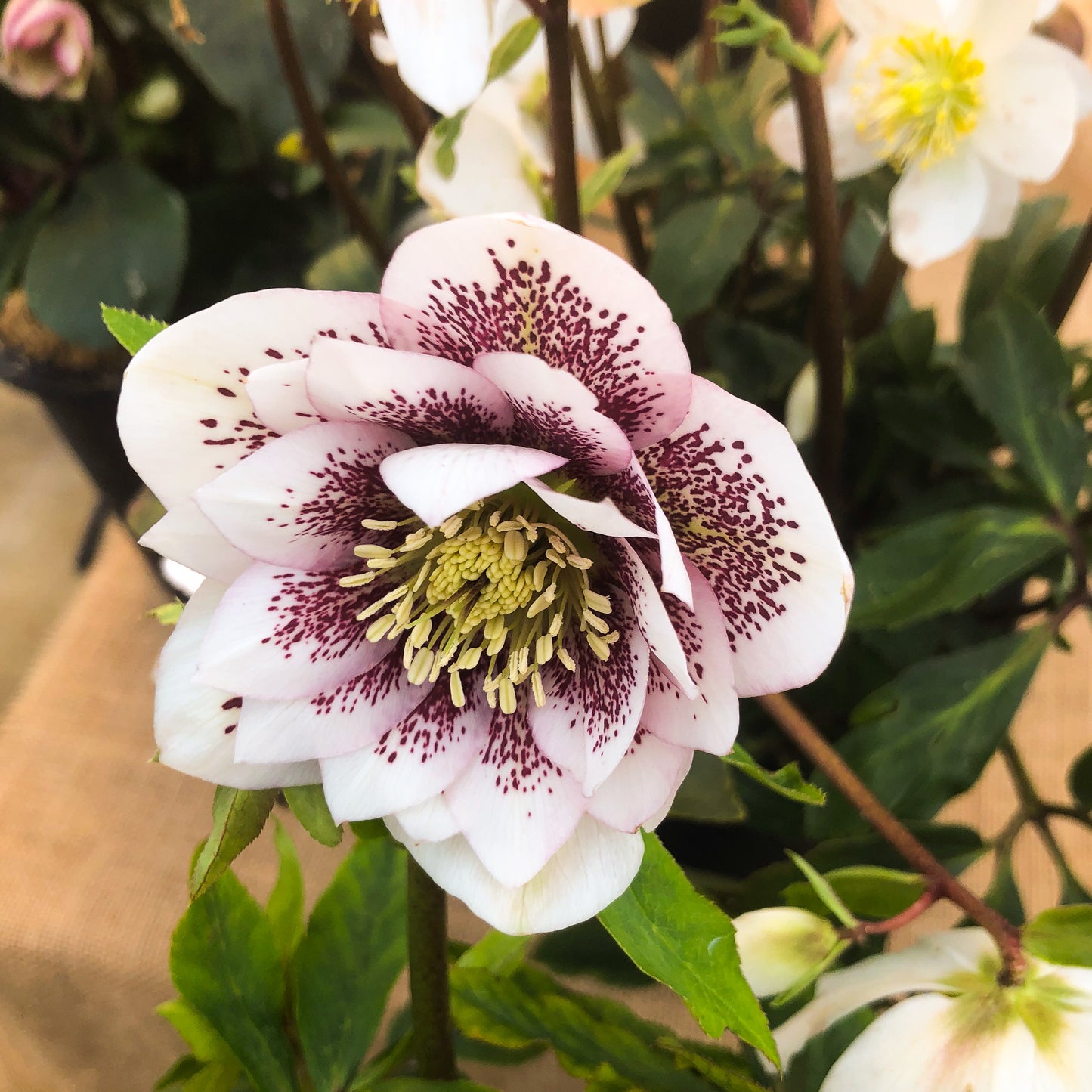 Helleborus 'Shotgun Wedding'