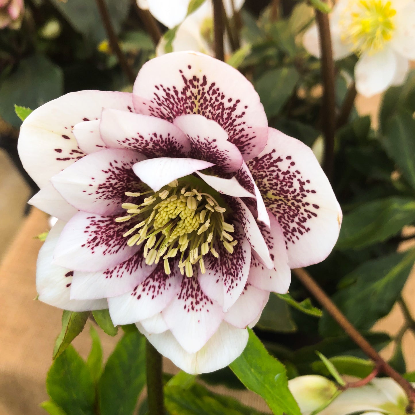 Helleborus 'Shotgun Wedding'