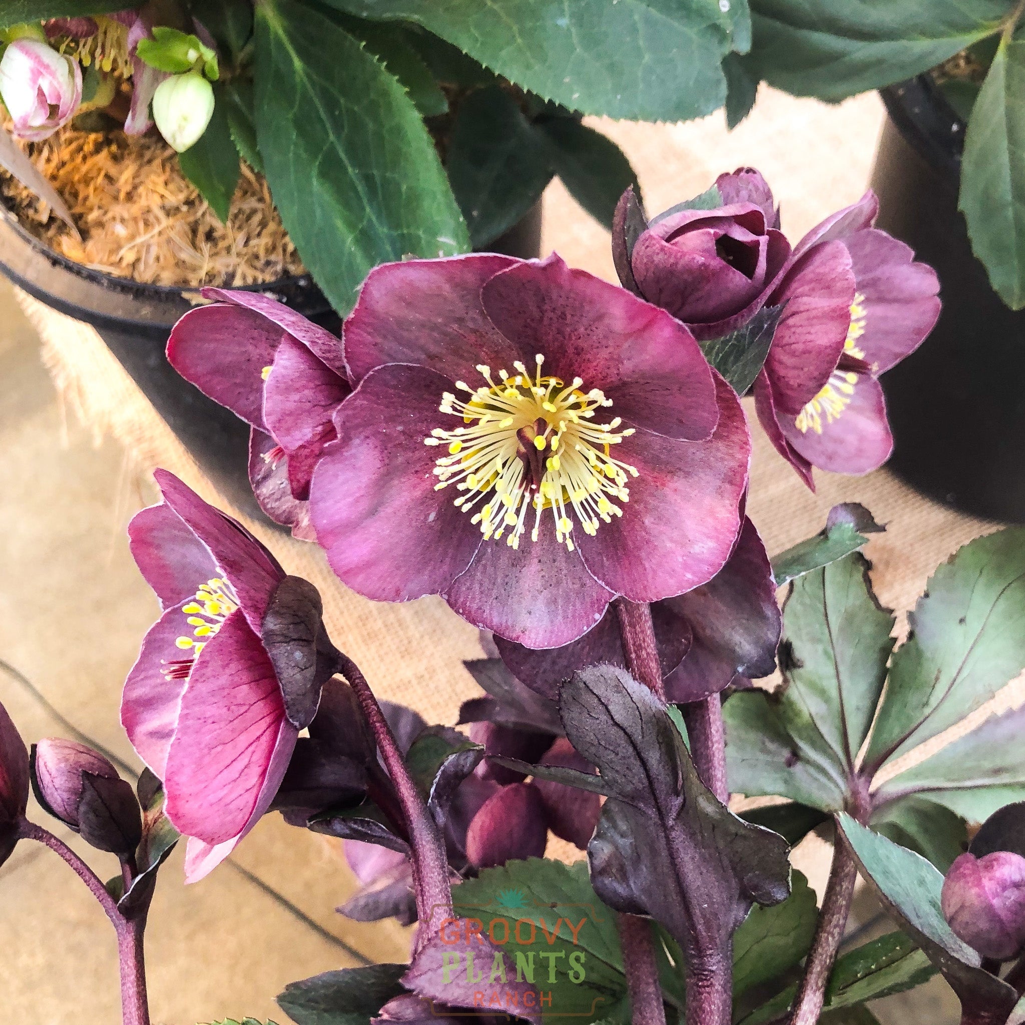 Helleborus Gold Collection® Ice N' Roses® 'Nightingale'