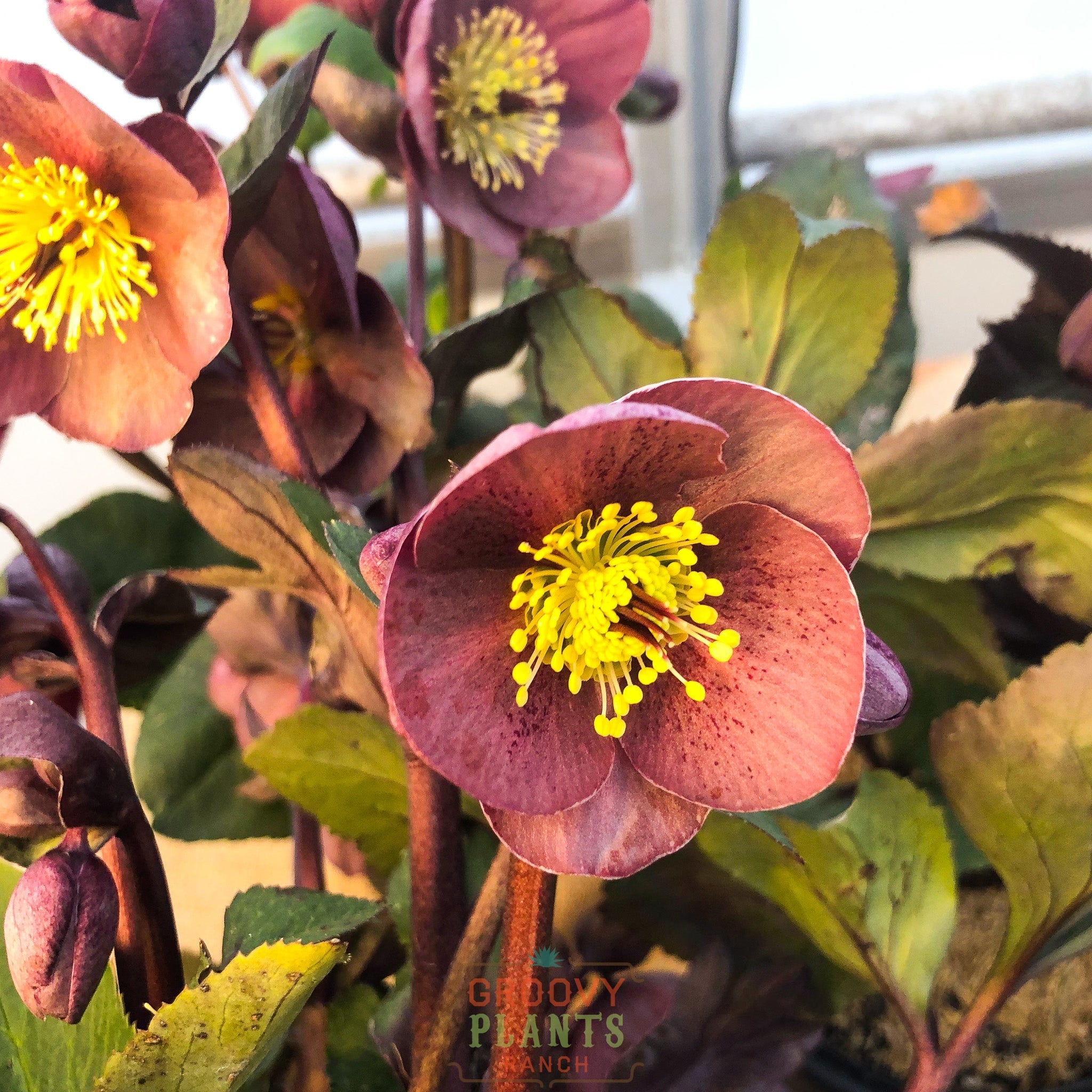 Helleborus Gold Collection® Ice N' Roses® 'Nightingale'