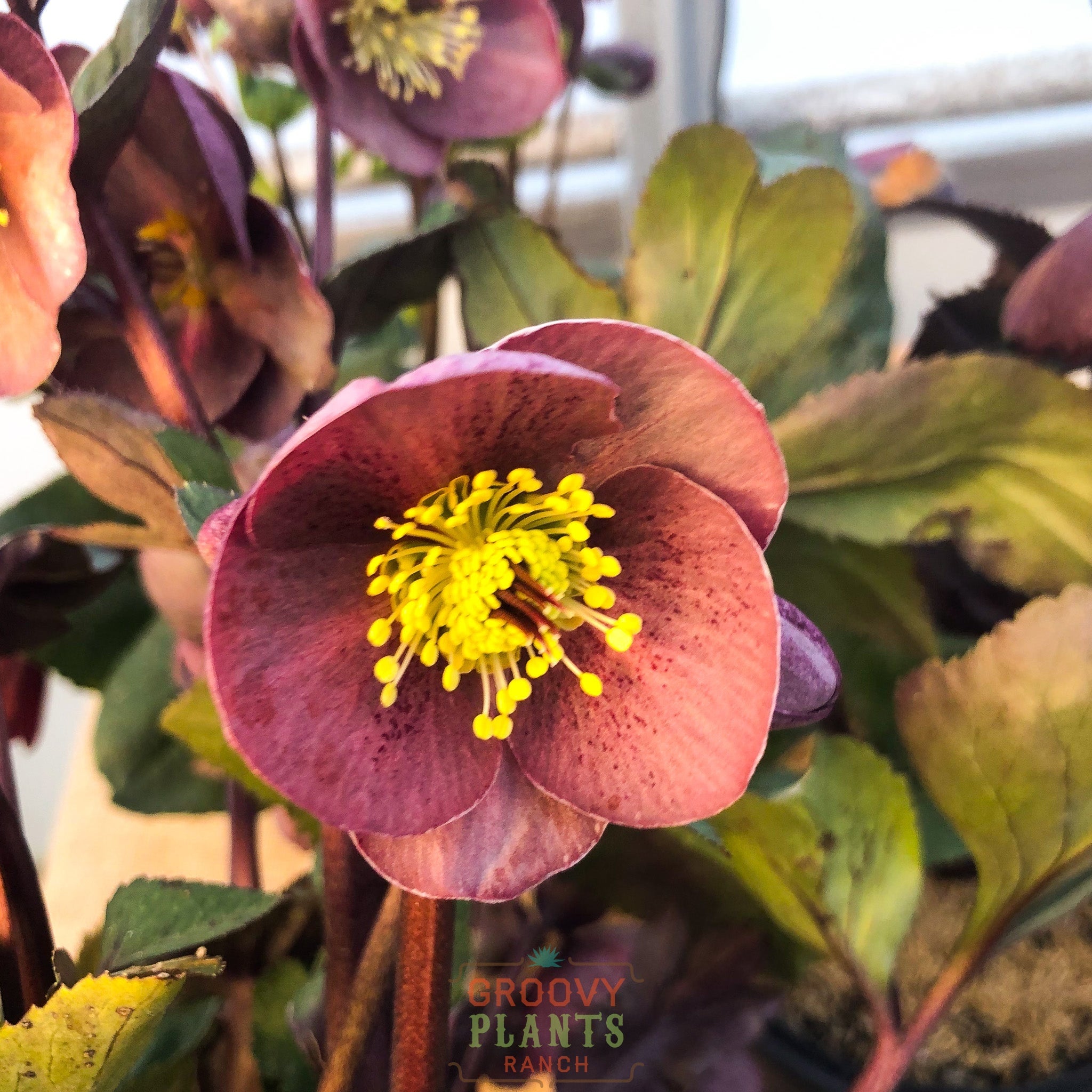 Helleborus Gold Collection® Ice N' Roses® 'Nightingale'