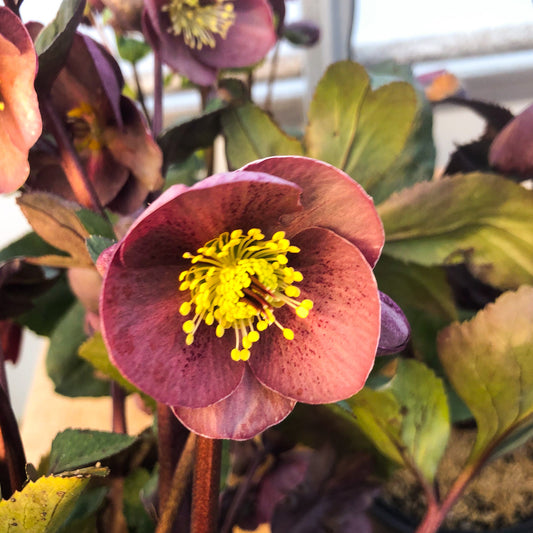 Helleborus 'Nightingale'