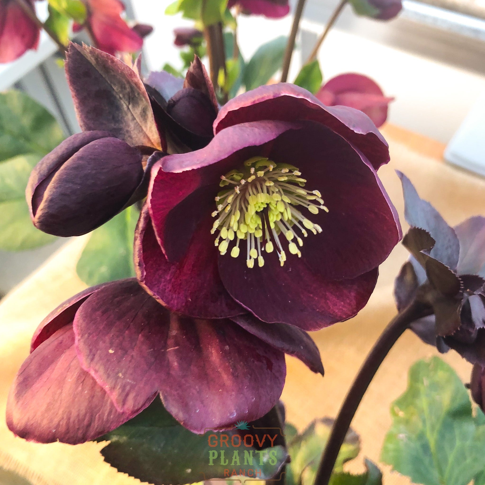Helleborus Gold Collection® Ice N' Roses® 'Nightingale'