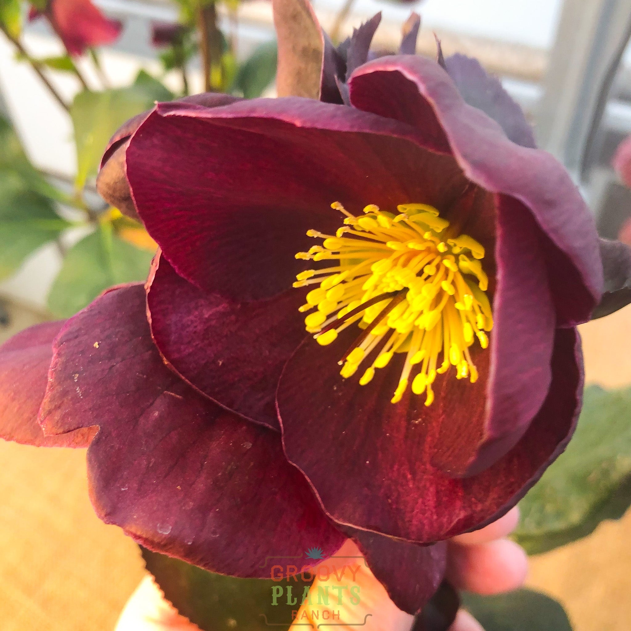 Helleborus Gold Collection® Ice N' Roses® 'Nightingale'