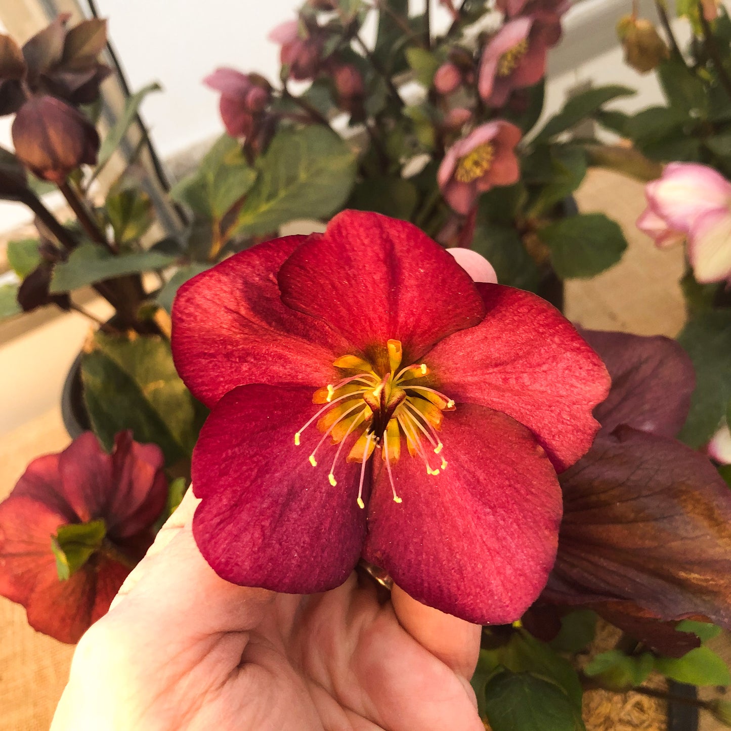 Helleborus 'Leona'