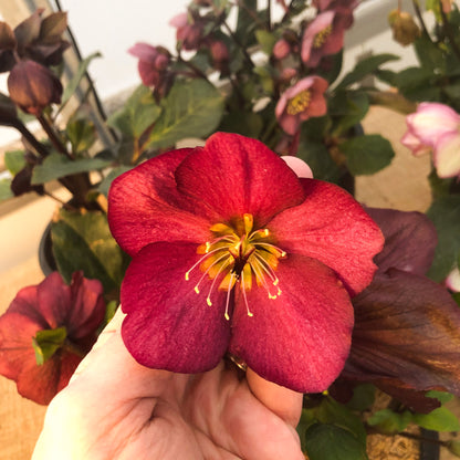 Helleborus 'Leona'
