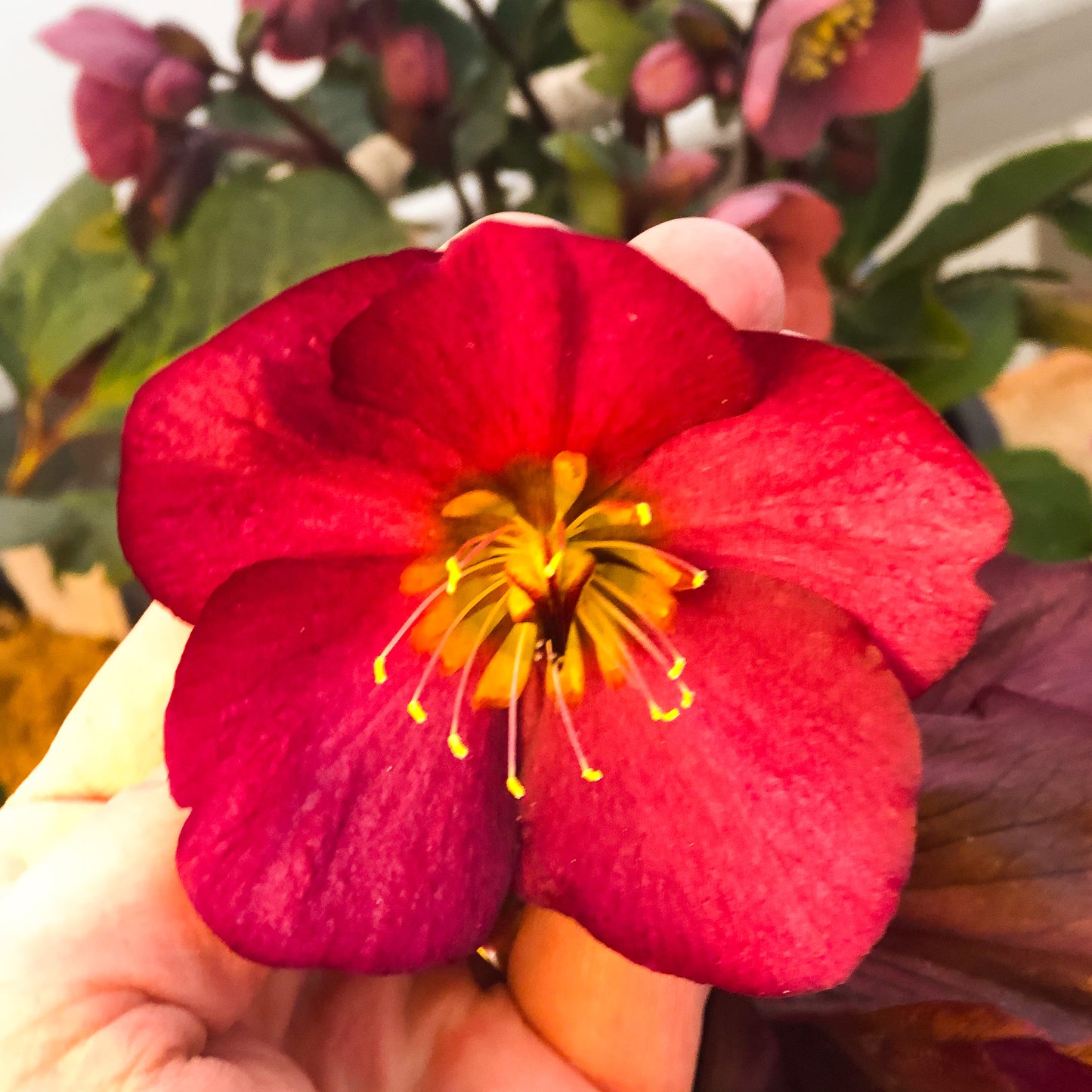 Helleborus 'Leona'