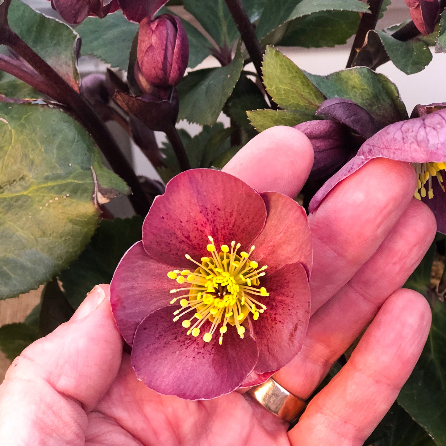 Helleborus 'Leona'