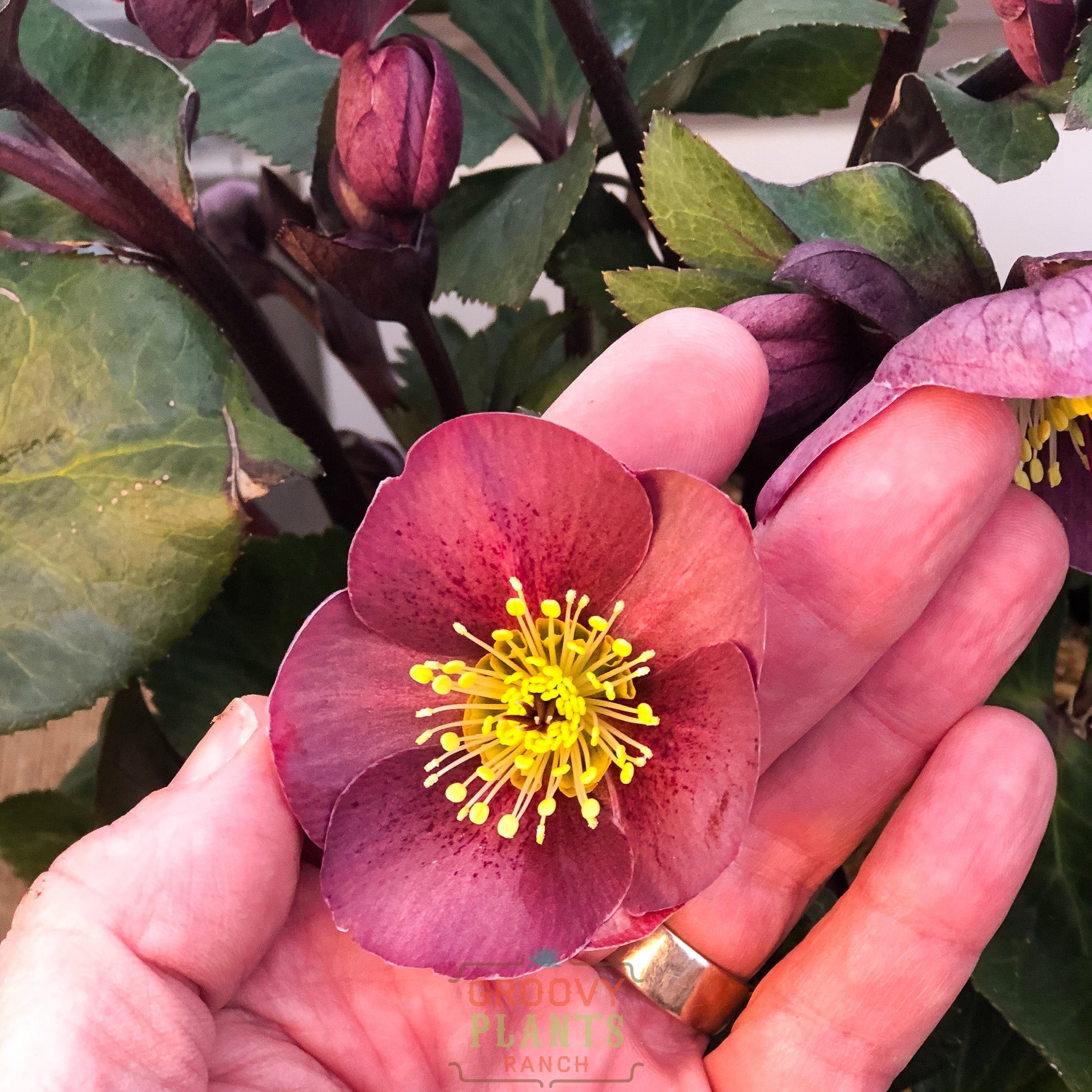 Helleborus Gold Collection® Winter Ballet® 'Leona'