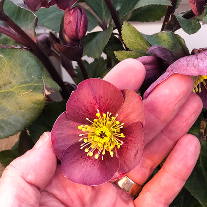 Helleborus 'Leona'