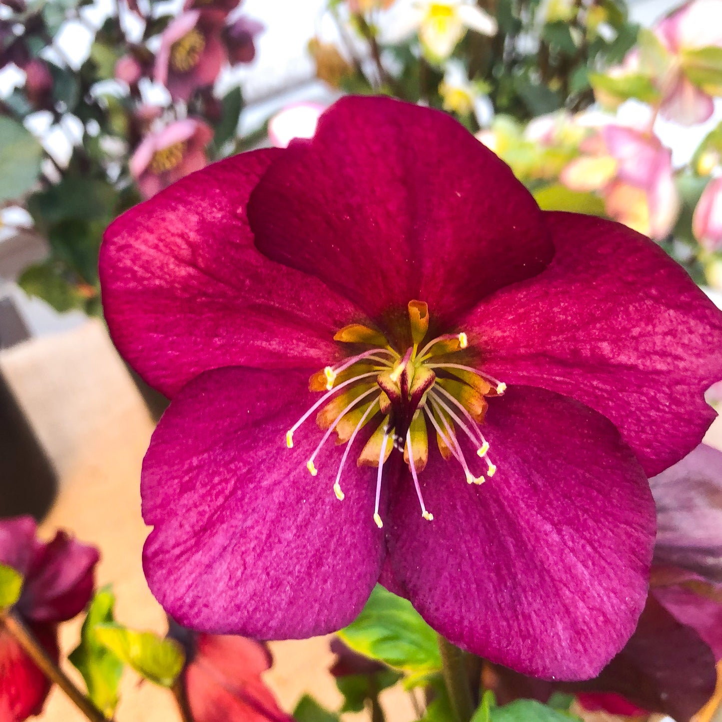 Helleborus 'Leona'
