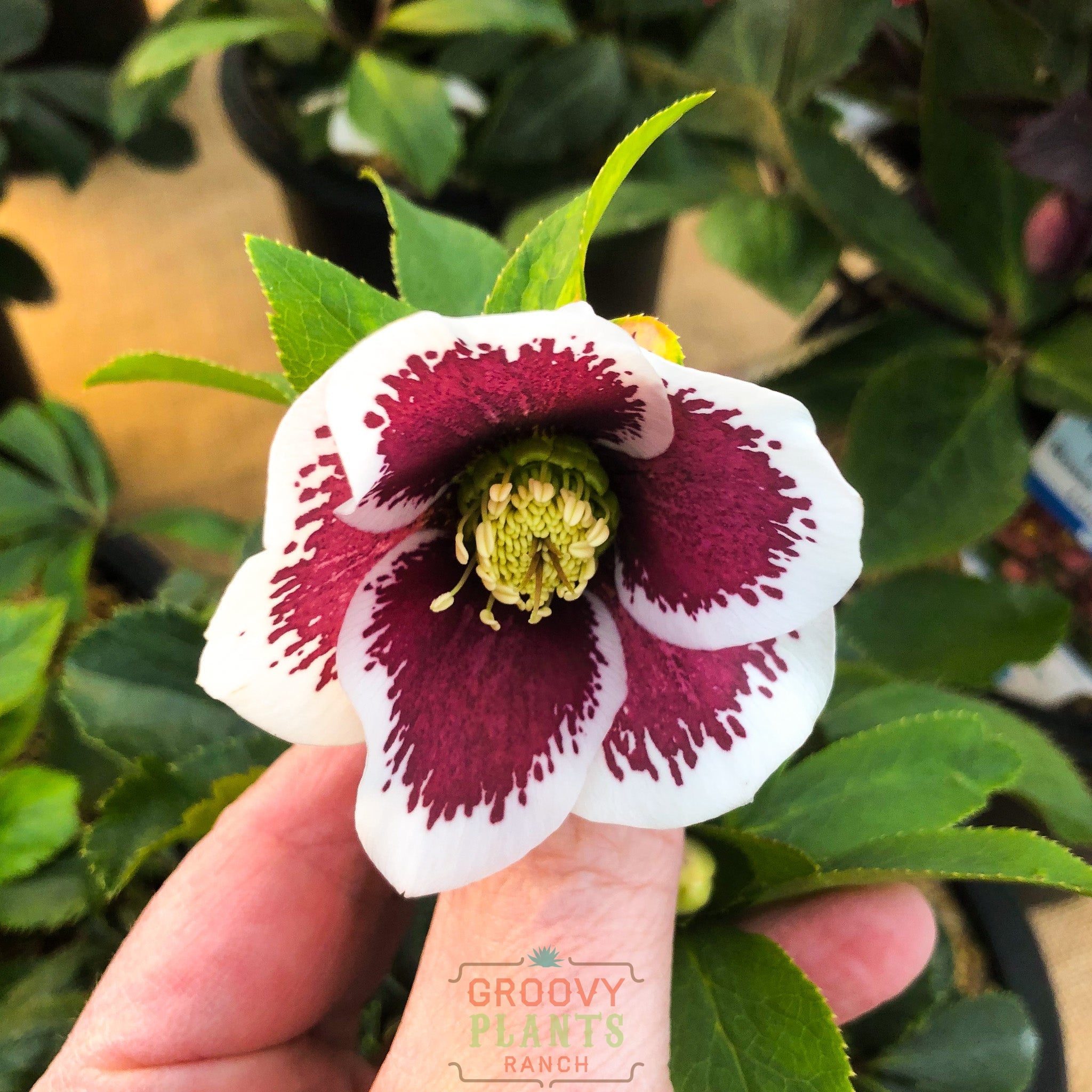 Helleborus Honeymoon® ‘Romantic Getaway’