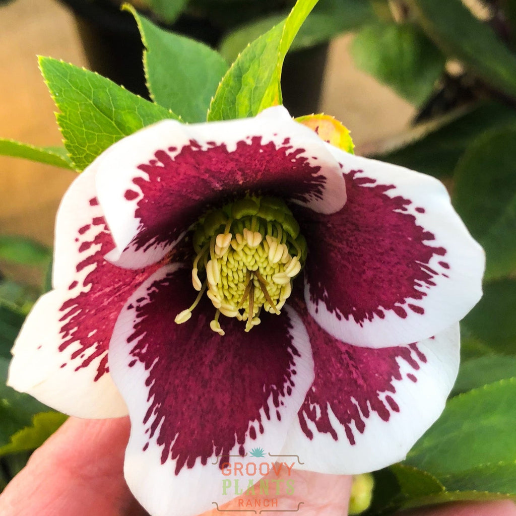 Helleborus Honeymoon® ‘Romantic Getaway’