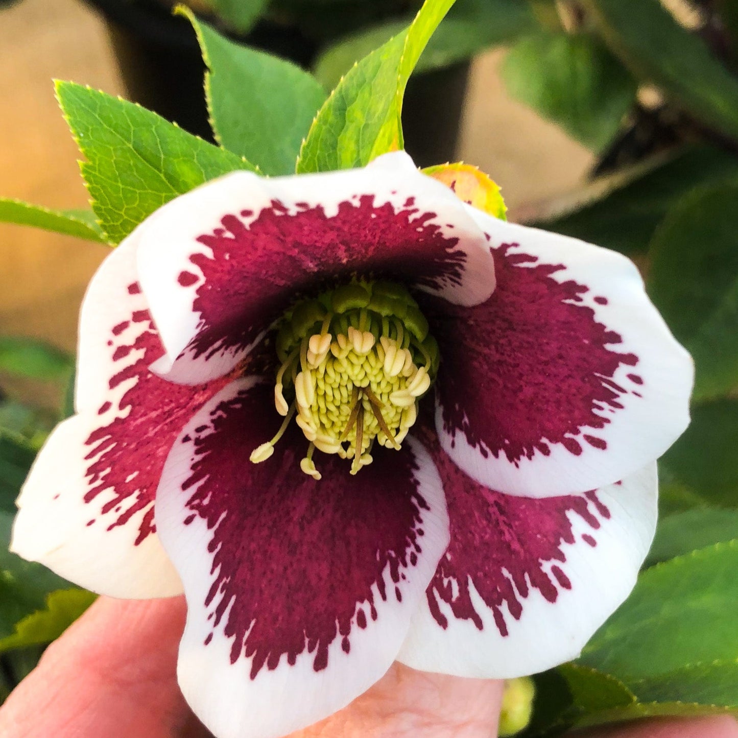 Helleborus  ‘Romantic Getaway’