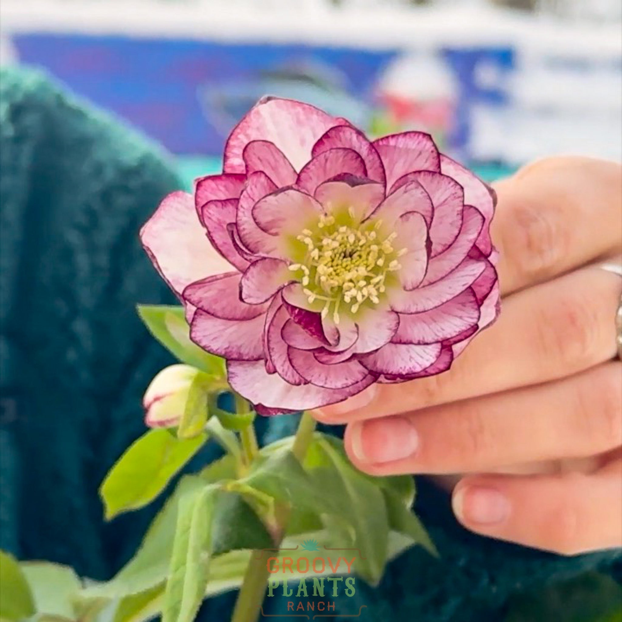 Helleborus Wedding Party® 'Blushing Bridesmaid'