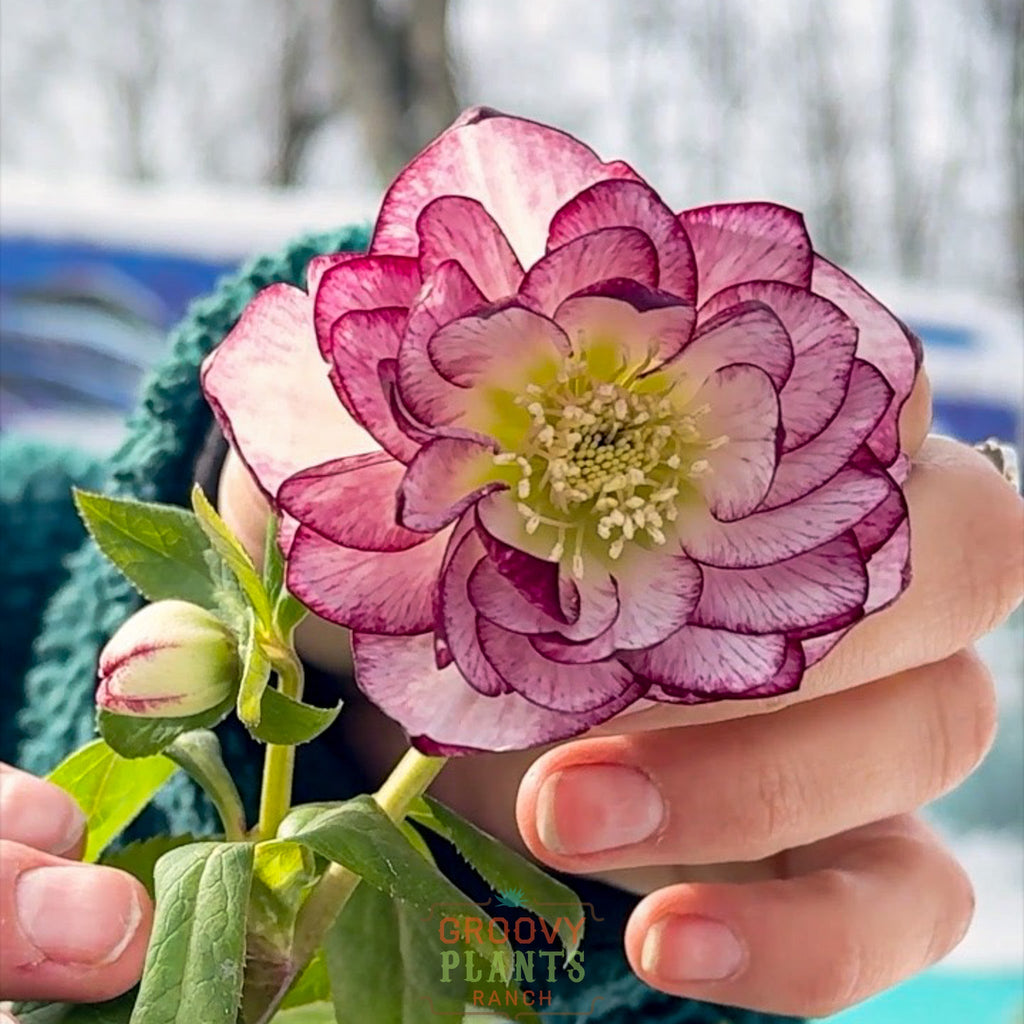 Helleborus Wedding Party® 'Blushing Bridesmaid'