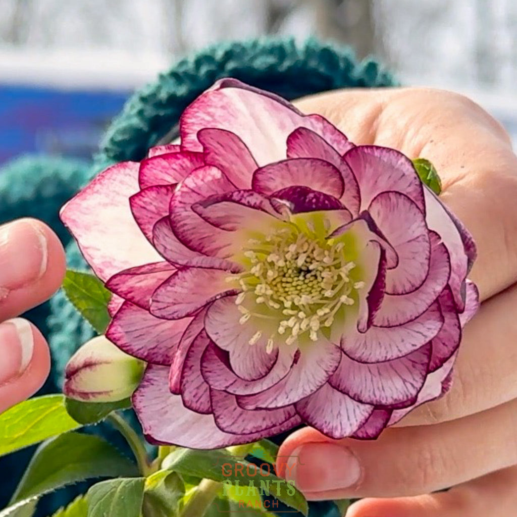 Helleborus Wedding Party® 'Blushing Bridesmaid'