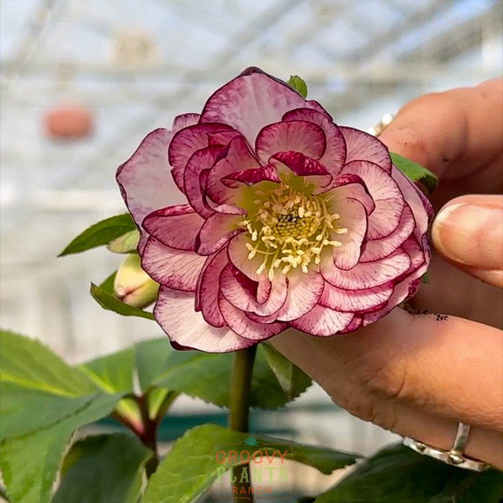 Helleborus Wedding Party® 'Blushing Bridesmaid'