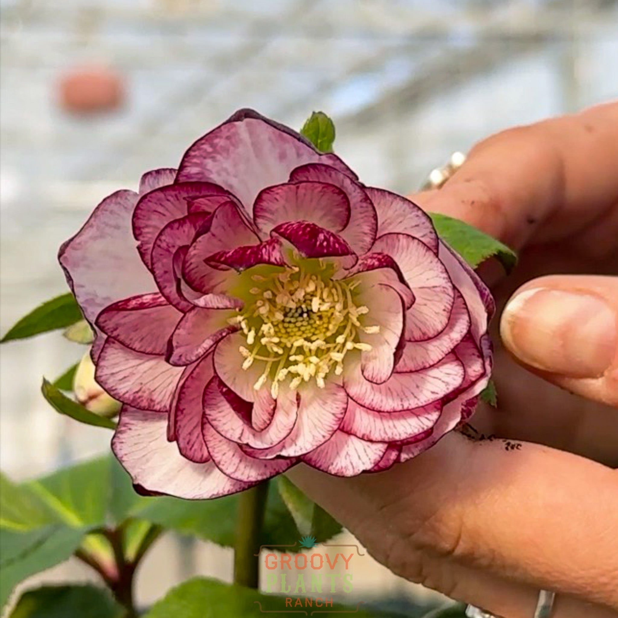 Helleborus Wedding Party® 'Blushing Bridesmaid'