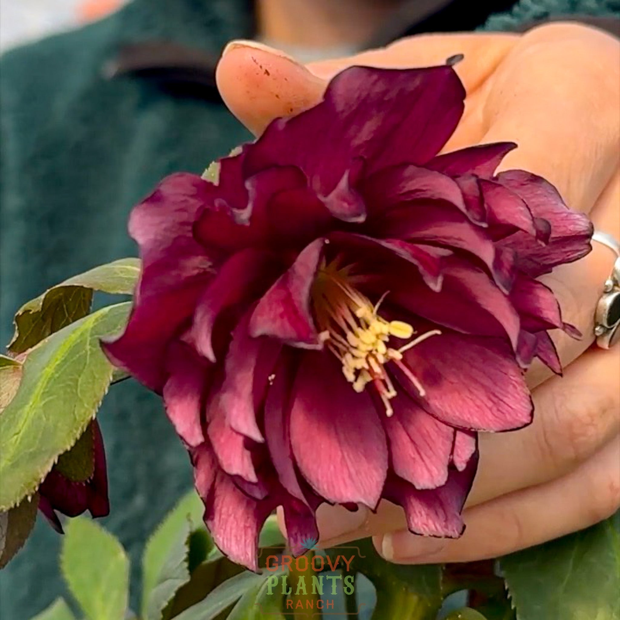 Helleborus Wedding Party® 'True Love'