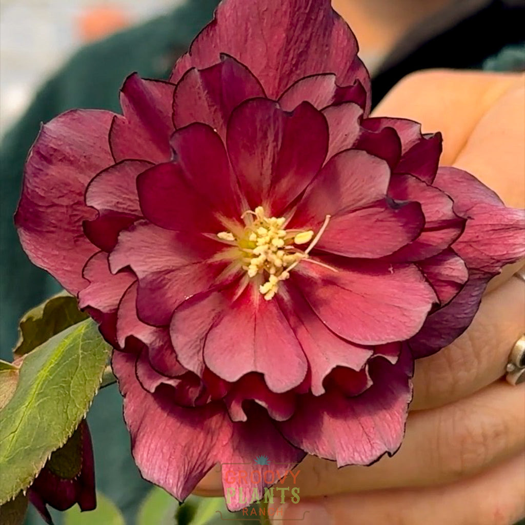 Helleborus Wedding Party® 'True Love'