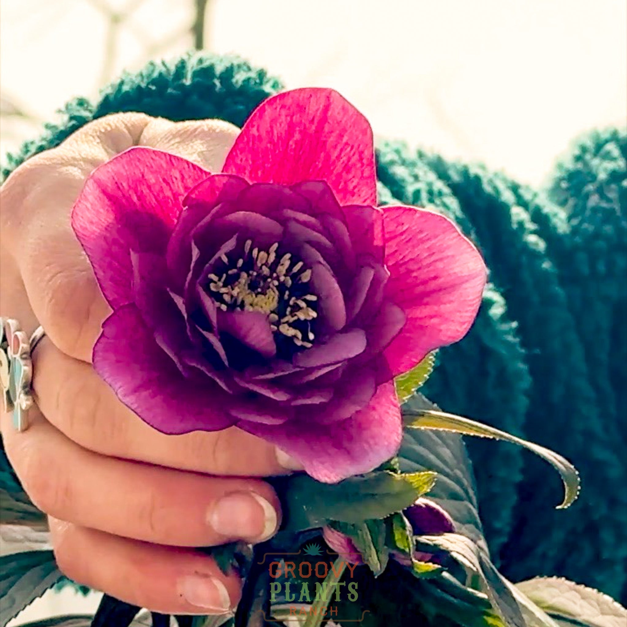 Helleborus Wedding Party® 'Maid of Honor'