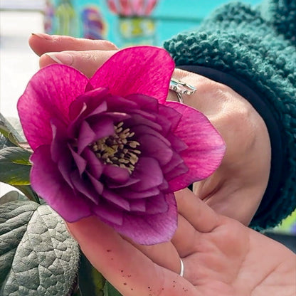 Helleborus 'Maid of Honor'