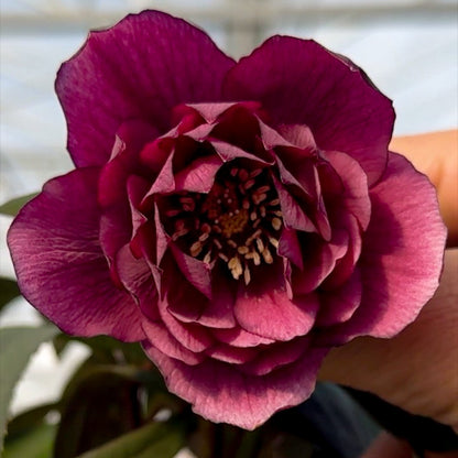 Helleborus 'Maid of Honor'