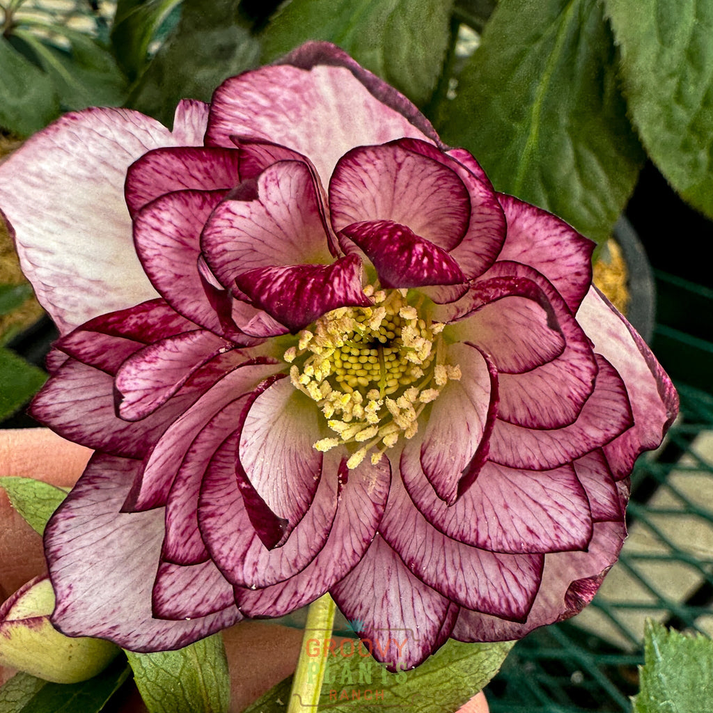 Helleborus Wedding Party® 'Blushing Bridesmaid'