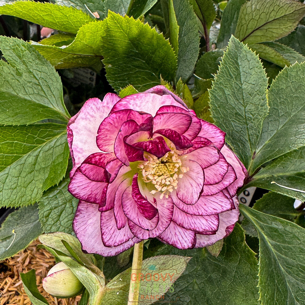 Helleborus Wedding Party® 'Blushing Bridesmaid'