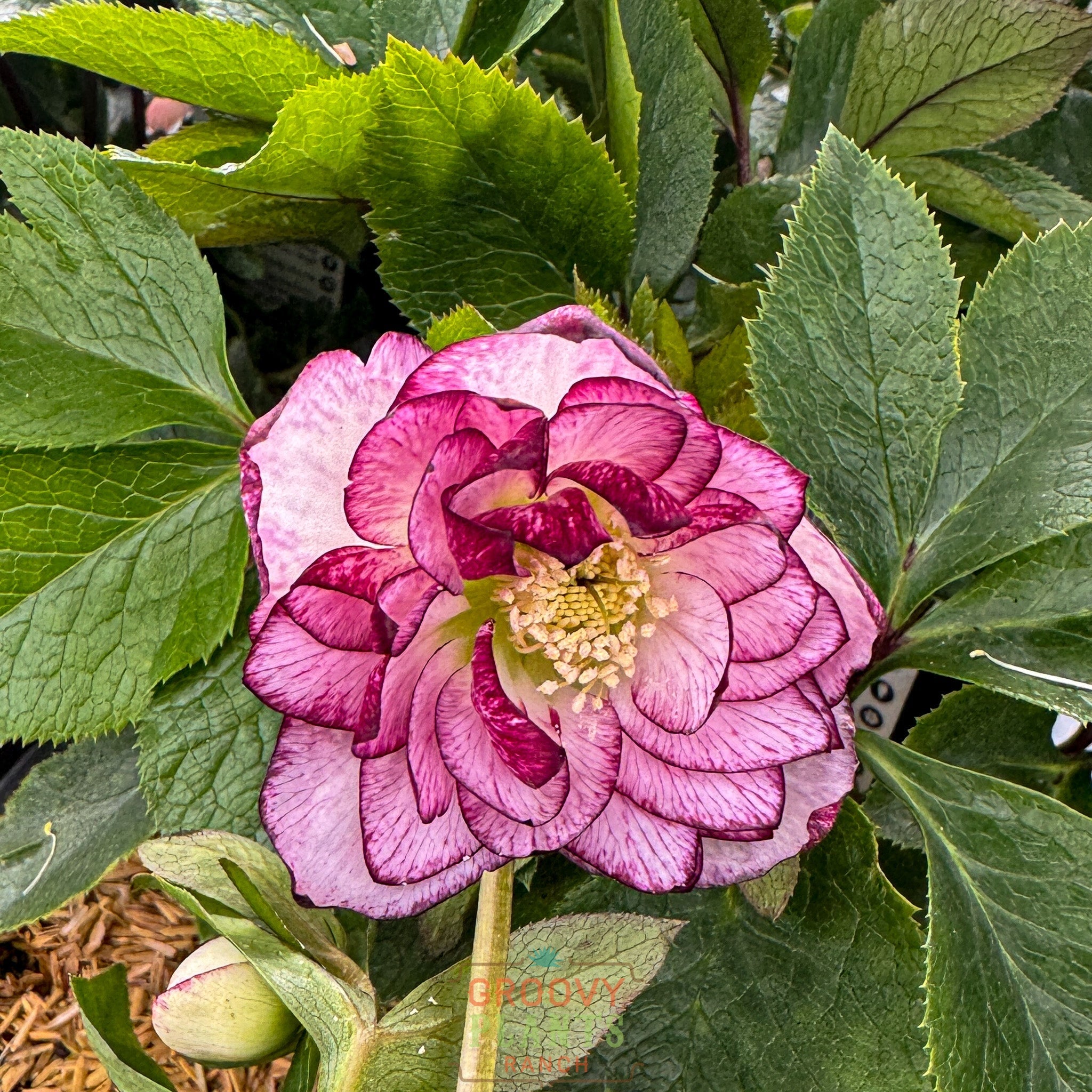 Helleborus Wedding Party® 'Blushing Bridesmaid'