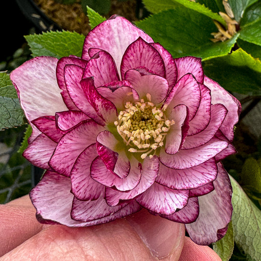 Helleborus 'Blushing Bridesmaid'