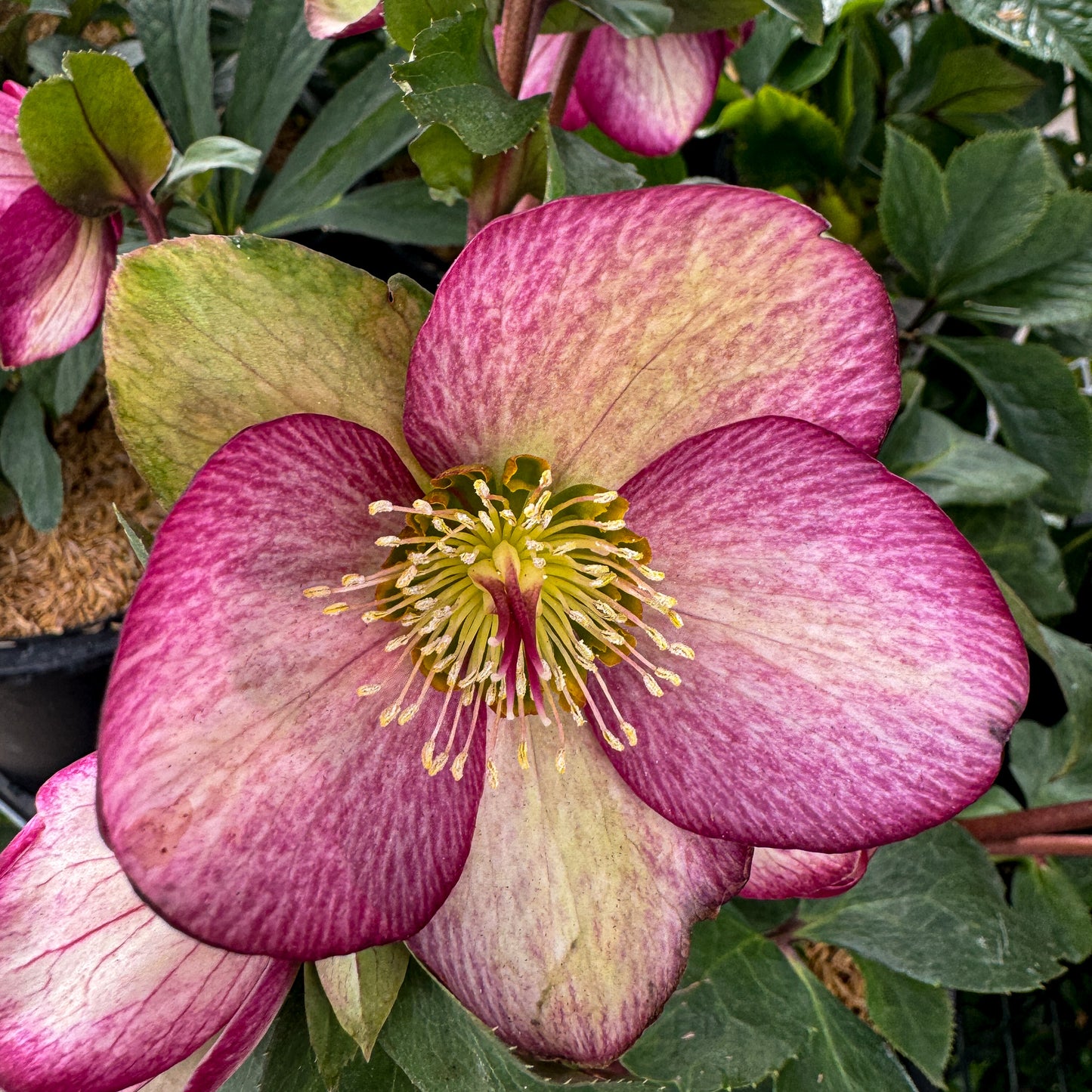 Helleborus 'Rosado'