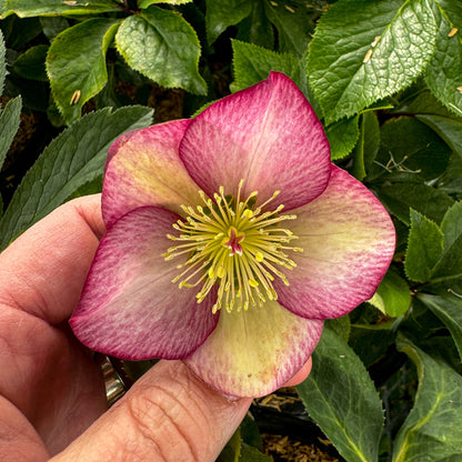 Helleborus 'Rosado'