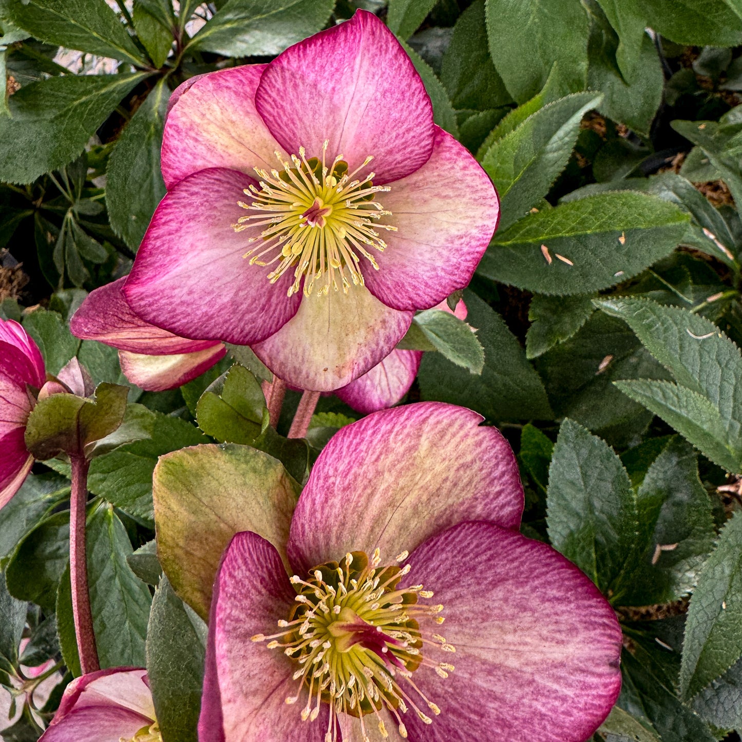 Helleborus 'Rosado'
