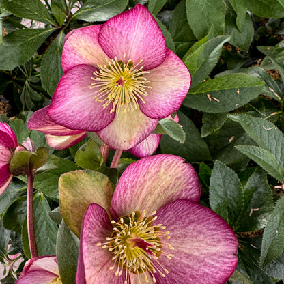 Helleborus 'Rosado'