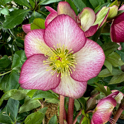 Helleborus 'Rosado'