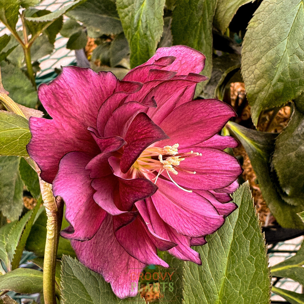 Helleborus Wedding Party® 'True Love'