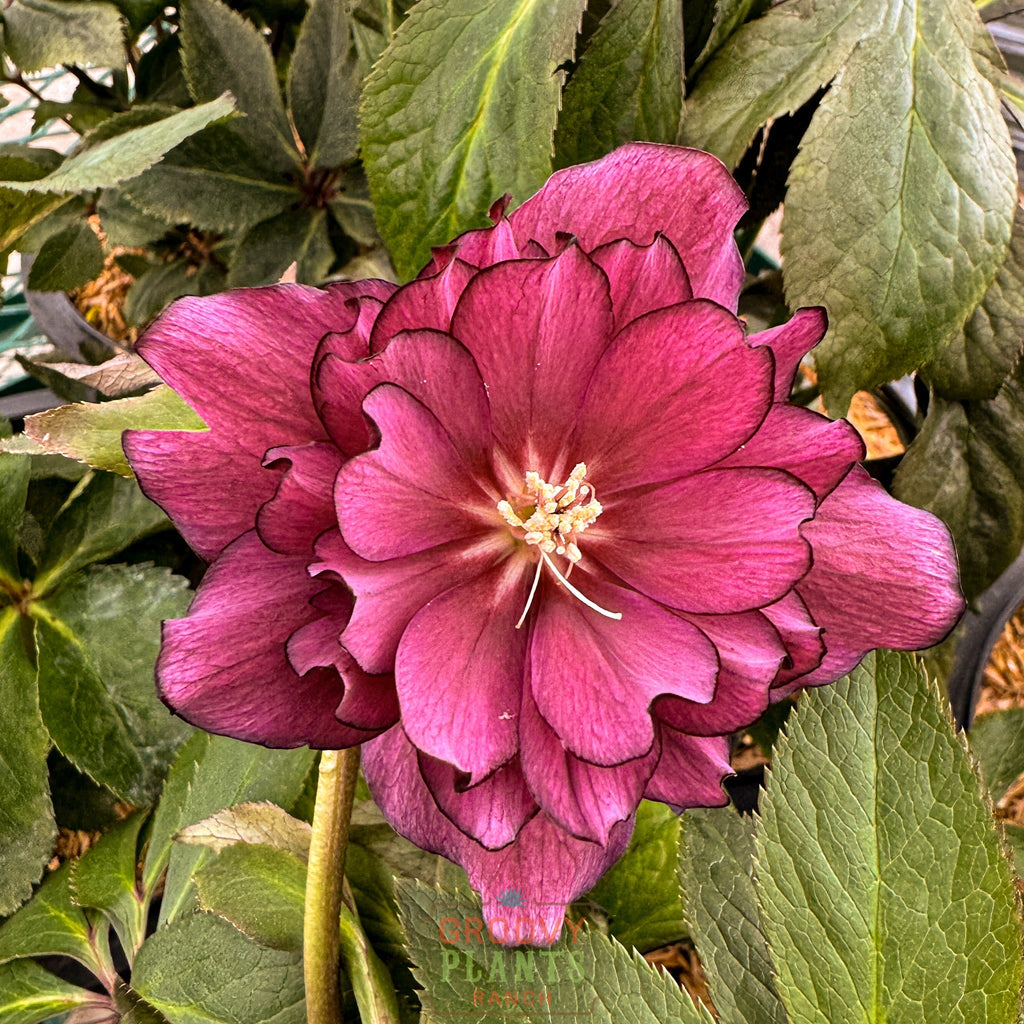 Helleborus Wedding Party® 'True Love'